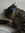 The Catfather