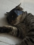 The Cat...