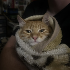 Jade Wren