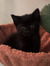 Elise