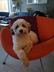 Sam