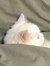 Mewli