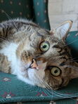 Kat