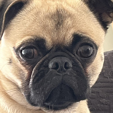 Julie