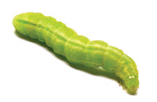 תולעת ספרים