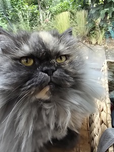 Manon