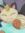 reshi