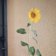 ChiaraC