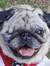 mops fa...