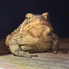 Janelle