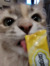 Toebean