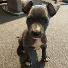 Maya
