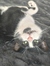 Meester...