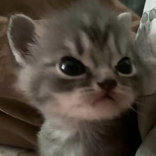 minniemoo