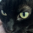 Elodie