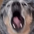 Ayy