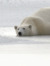 fluffyp...