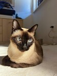 A.