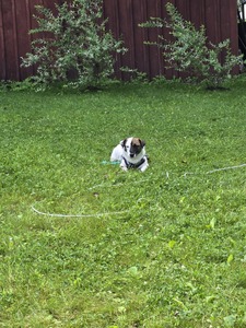 Rosie