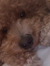 lilreader