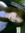 andree