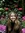 Ella Armstrong