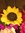 Autumn rose