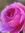 pages and pink petals