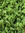 algae