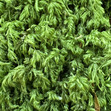 algae