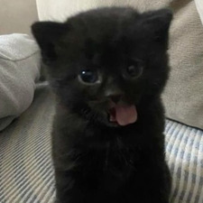 LaBubi