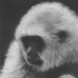 Monke