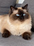 Malou