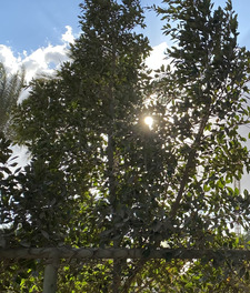 koboremi