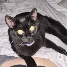 Sheila