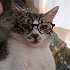 Harakitty