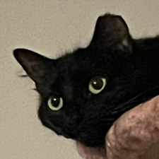 Abigail D