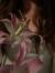 maddi ⋆...