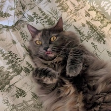 Ana
