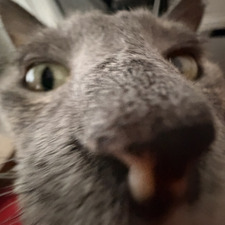 Av