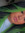Charna