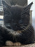 tilly!