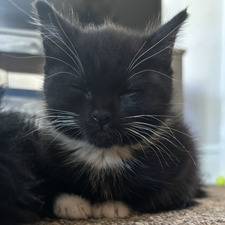 tilly!