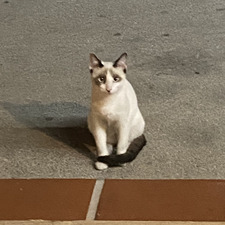Ari
