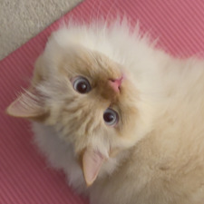 Danya Namiq