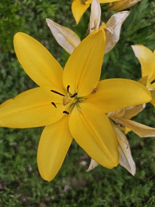 DeeSunflower 