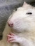 fer