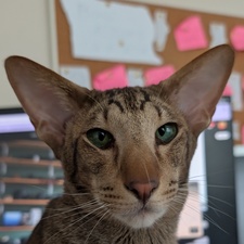 Xelnoc