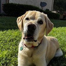 Amelia