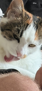 Lucie